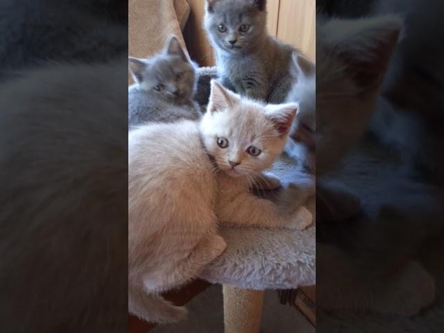 мои любимые кошечки и котики ️