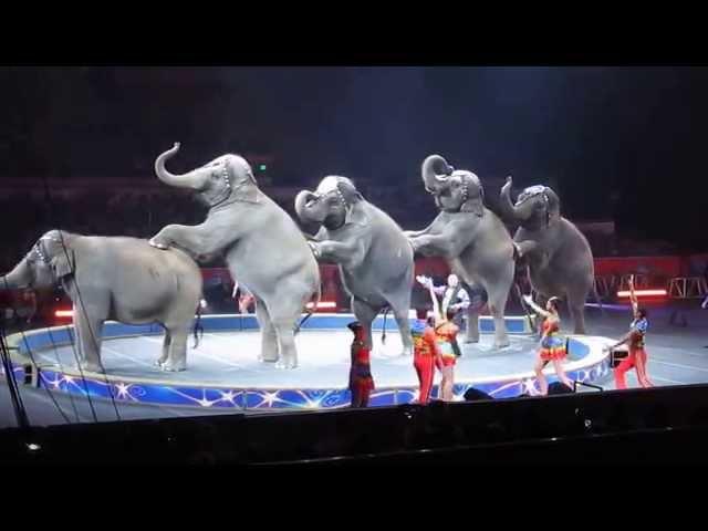 Ringling Brothers Circus - Cruelty to Elephants - Sept 1, 2014