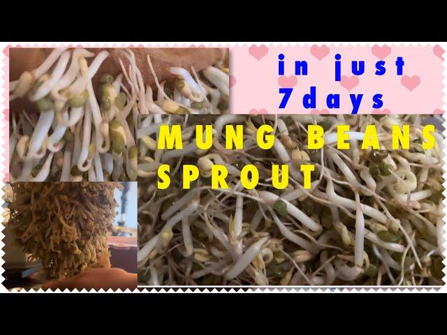 HOW TO MAKE A MUNG BEANS SPROUT ll Tawgi  #homegrown #satisfying #easysteps