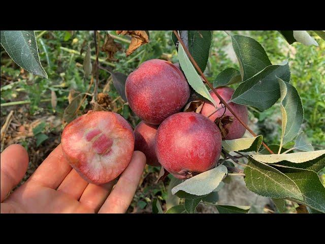 Almata Red Flesh Apple Taste Test