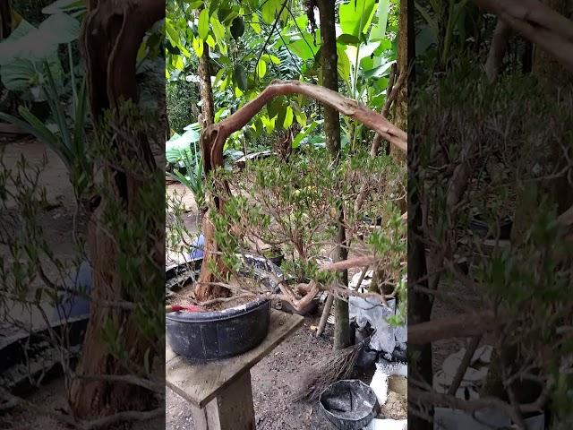 Bonsai sapu sapu