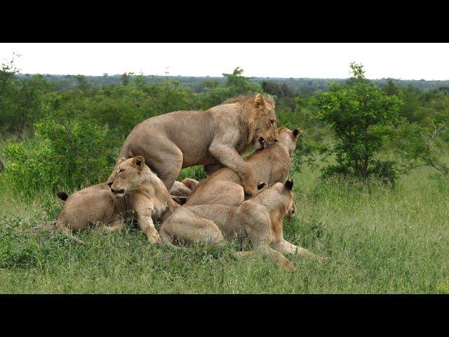 Male Lions Losing Their Grip on the Pride (Tintswalo Males)