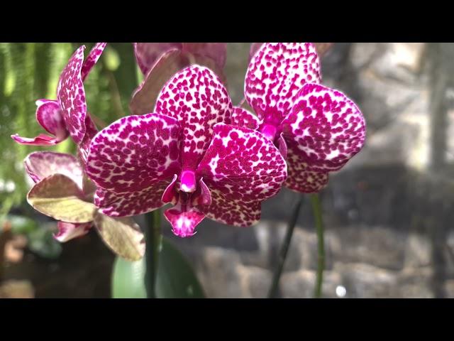 PHALAENOPSIS MANIA