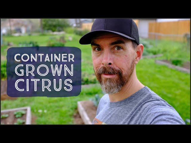 7 TIPS FOR GROWING CITRUS TREES IN CONTAINERS | SEASONAL MAINTENANCE