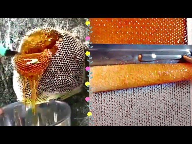 MOST AMAZING HONEYCOMB UNCAPPING/Oddly Satisfying ASMR