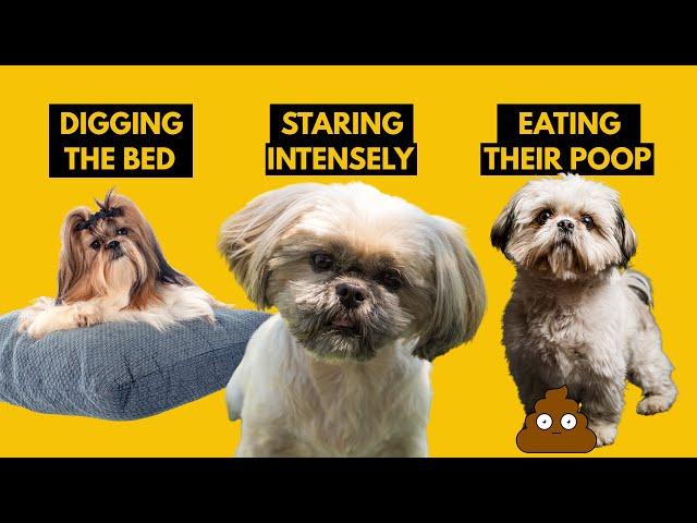 5 Odd Shih Tzu Behaviors Explained