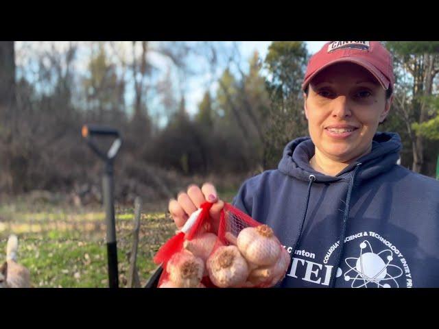 Planting Garlic//Making winter Healing soap//Frugal Homesteading