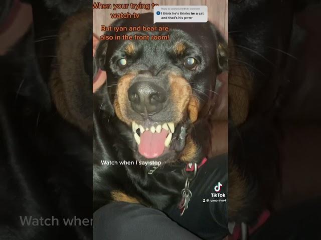 Asking my Rottweiler for his guard dog face. And to stop growling.
