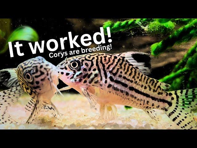 Unbelievable Results of Cory breeding project: Cory eggs & fry!