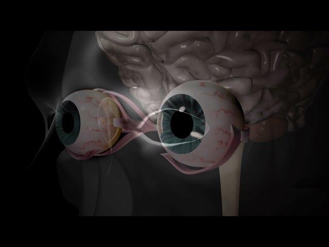 Eyes Connection to Brain Animation