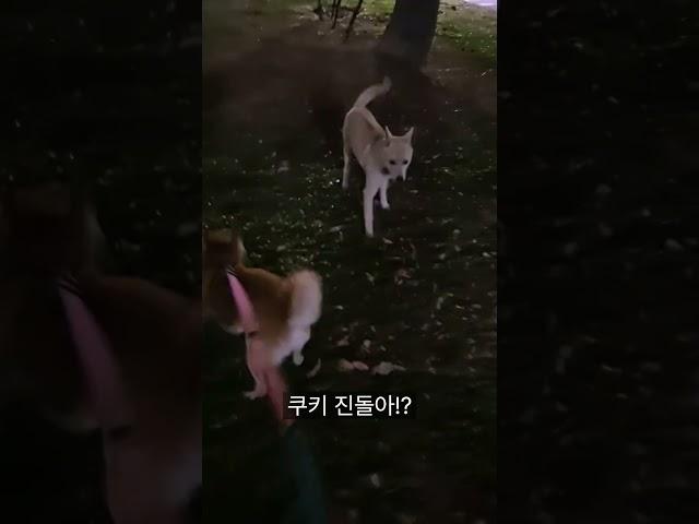 진돗개  떠돌이 남친 사냥하는 시바견 쿠키 #dogs #시바견 #진돗개