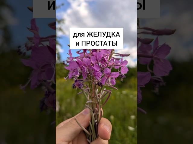Иван-чай - для желудка и простаты #лекарственныетравы #травы #травник #дикоросы