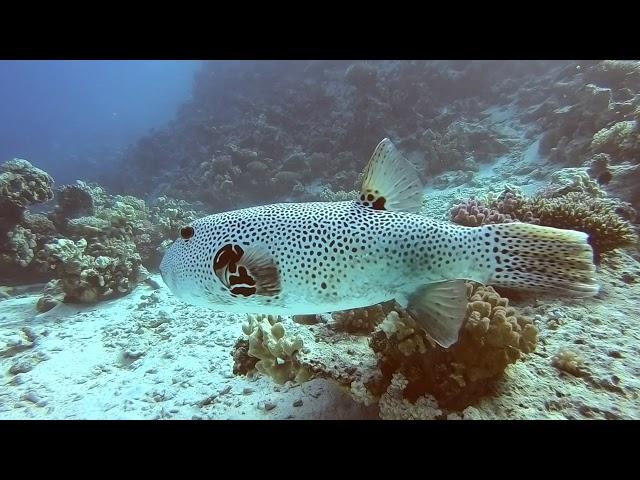 Arothron stellatus, čtverzubec hvězdnatý,