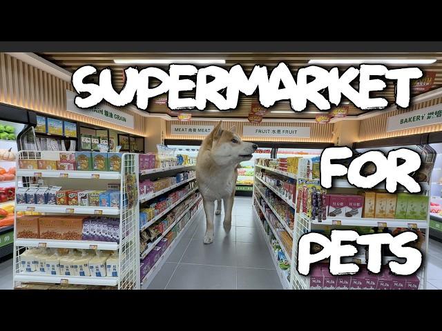 Can a Cat Open a Mini-Supermarket?