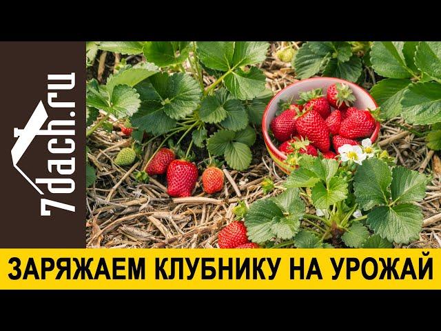 Май - заряжай клубнику на урожай - 7 дач