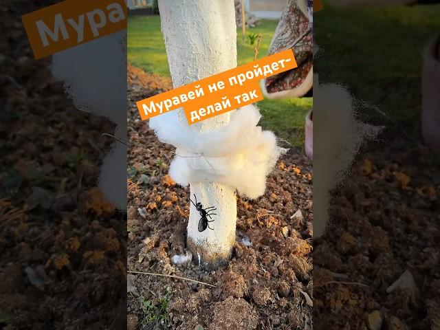 Синтепон защитит твой сад от тли! Сохрани бутоны. #Сад #Муравьи #Тля #ЗащитаСада #Лайфхаки #Синтепон