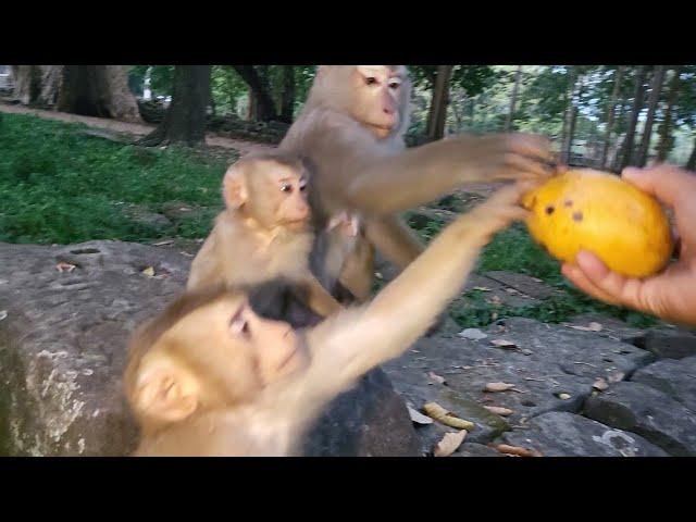 Real Life feeding lovely monkey evening And Some Information Here️