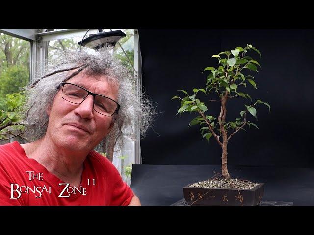 My Ficus benjamina and Fiddle Leaf Fig, The Bonsai Zone, May 2024