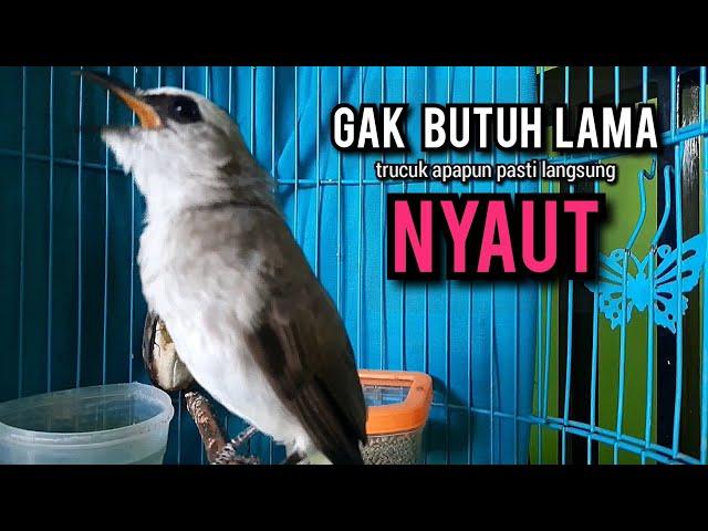 trucukan gacor ROPEL PANJANG pancingan trucukan agar bunyi JADIKAN burung trucuk gacor NYAUT