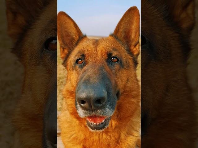 Я само совершенство  #germanshepherd #собака #смех #смешновидео #смешнойшортс #суперсобака