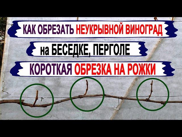  Как обрезать НЕУКРЫВНОЙ ВИНОГРАД для БЕСЕДКИ, ПЕРГОЛЫ. Короткая обрезка НА РОЖКИ. Плюсы и минусы.