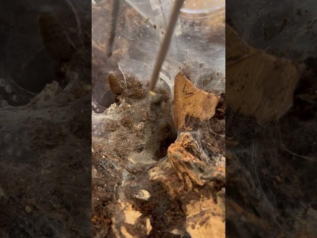 Phormingochilus sp. rufus (Peach Earth Tiger Tarantula) #shortsfeed