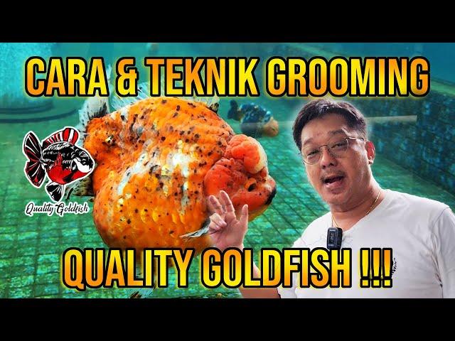 CARA DAN TEKNIK GROOMING IKAN KOKI ALA QUALITY GOLDFISH ‼️