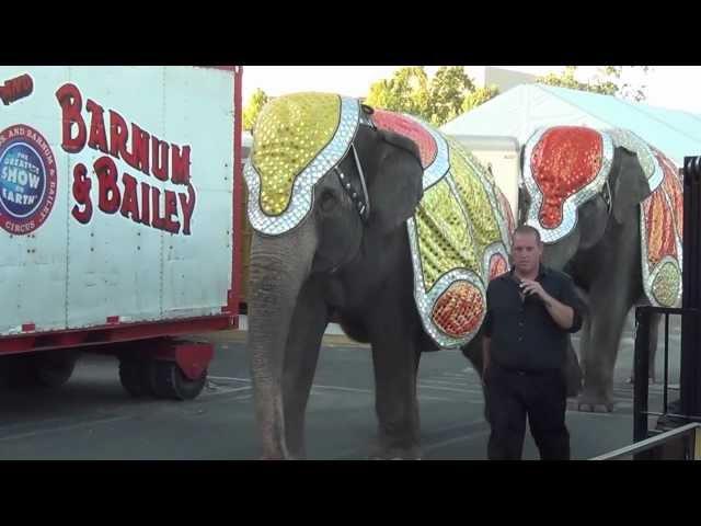 Ringling Bros Circus - Fresno - July 8 2012 - Joey Jr Animal Abuser w/ 2 Elephants