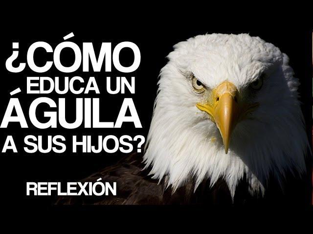 Historias para Reflexionar - El consejo del Aguila