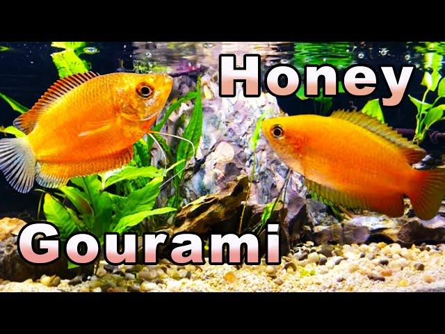 The Sweetest Gourami You Will Meet: Honey Gourami Care and Breeding