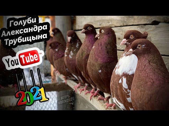 Красные цветные голуби Александра Трубицына п.Волжский Самарская область. тел. +7 (987) 433-98-04