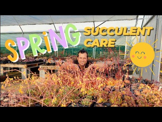 SPRING SUCCULENT CARE TIPS 