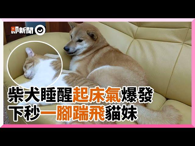 柴犬睡醒見橘貓妹妹躺身旁！起床氣爆發一腳踹飛牠｜寵物動物｜搞笑｜傻眼貓咪｜萌寵