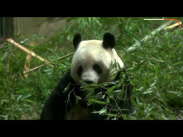 Japan sends giant panda Xiang Xiang 'home' to China