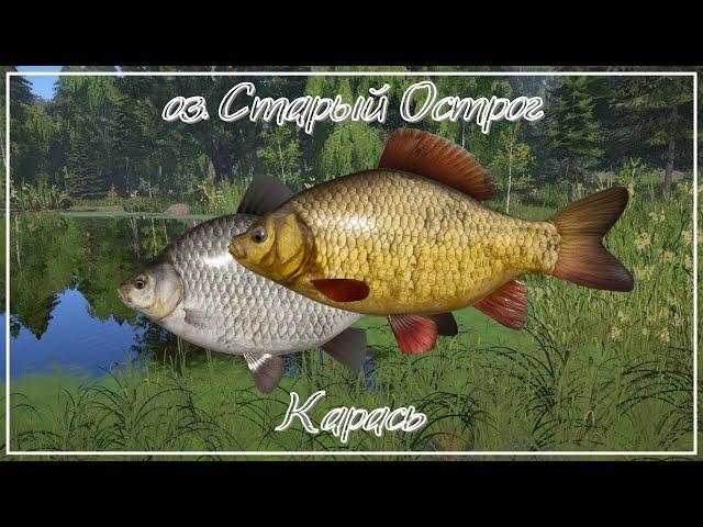 Фарм для новичков на карасях - озеро Старый Острог - РР4┃maXS1k