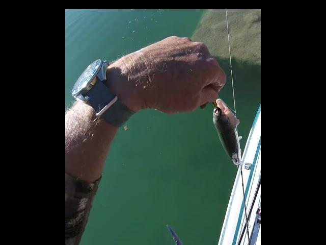 City Rainbow Trout Lake Carlsbad N.M #shorts, #fishing, paddleboarding