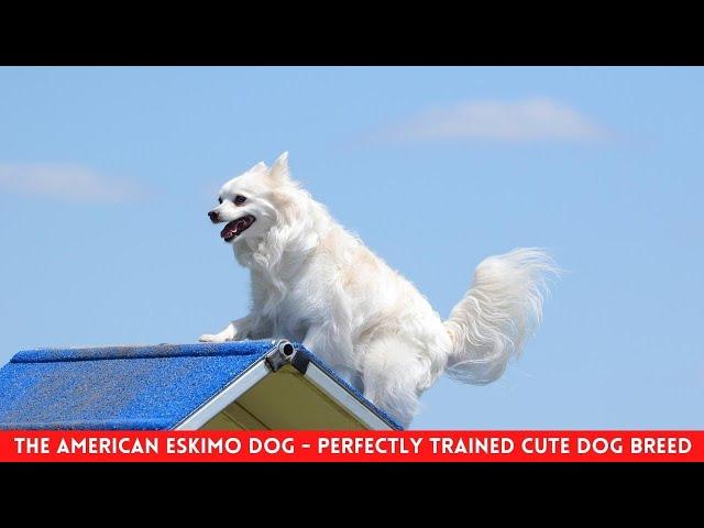 THE AMERICAN ESKIMO DOG - PERFECTLY TRAINED CUTE DOG BREED