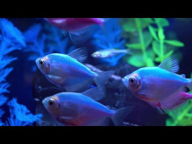 Tetra® – How To Get The Most Vibrant GloFish® Tank