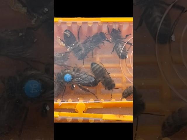 Первые матки 2025! #мед #мёд #пчеловодство #пасека #пчеловод #bee #beekeeper #пчелы  #пчеломатки