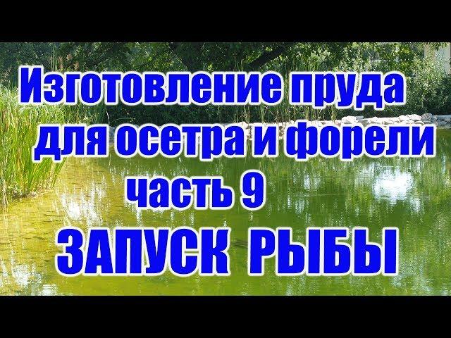 Изготовление пруда для осетра и форели (часть 9) ЗАПУСК РЫБЫ