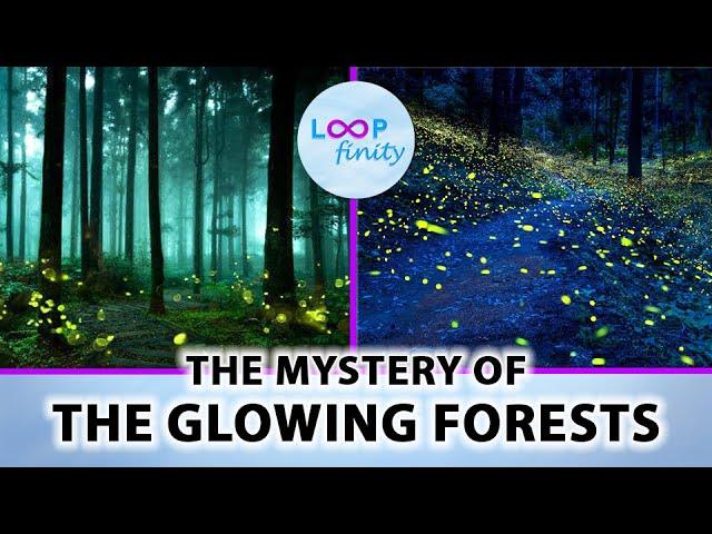 Glowing Forest | The Mystery of these Magical Forests | Facts