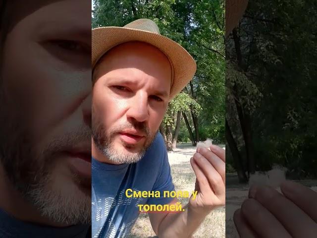 Смена пола у тополей.