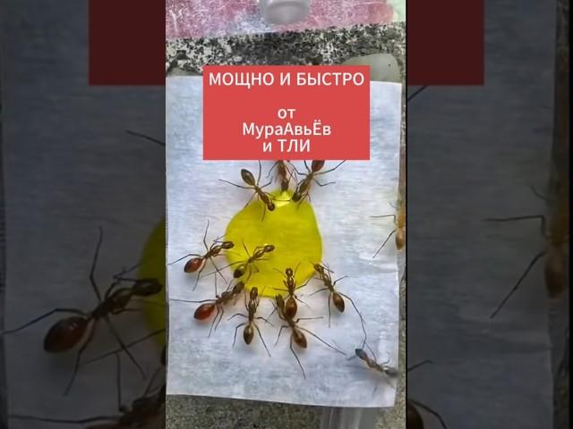 Мощно и быстро от тли и муравьев #дача #сад #огород #муравьи #тля #вредители