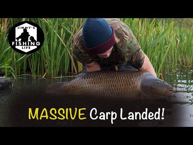 Massive Carp Landed!