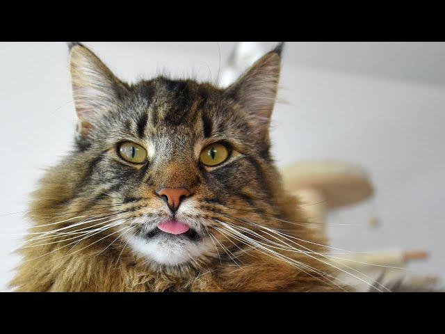 Funny Moments with our cat - Roy | Norwegian Forest Cat