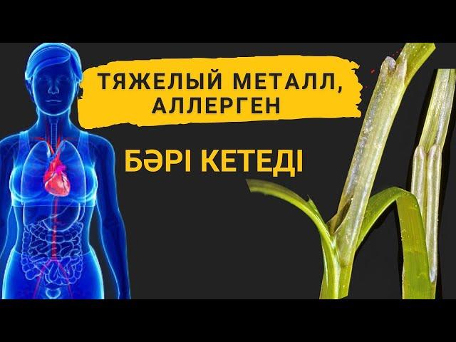 Организмді клетка денгейінде тазартып, цирроз, язва, сахарный диабет, аллергиядан біржола құтылыңыз