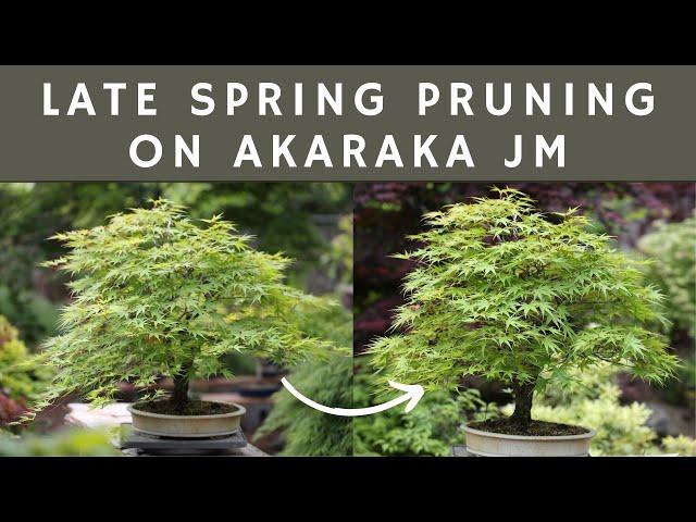 Late Spring Pruning on Arakawa JM