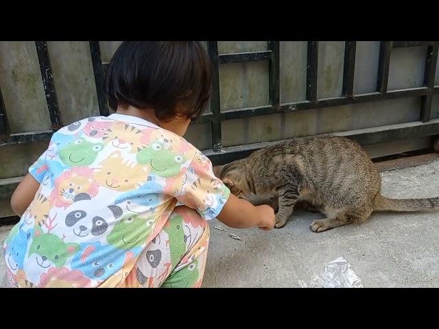 Memberi makan #kucing #kucinglucu #kucingkampung #kucingimut