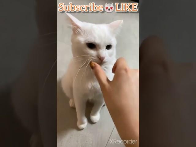 哦真可爱最有趣的动物 #猫视频 #搞笑视频 #搞笑狗