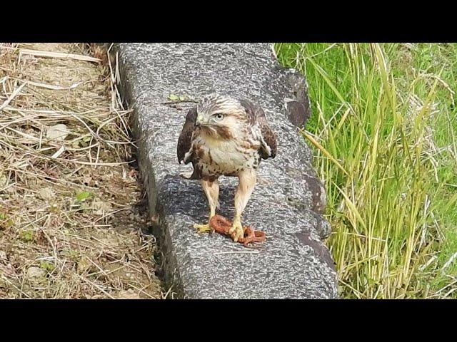 Hawk vs. Snake